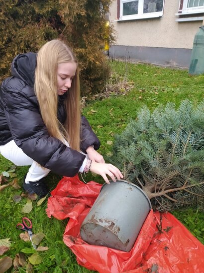 Zasadili sme si vianočnú jedličku