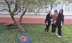 Zber jabĺk - 06