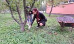 Zber jabĺk - 07